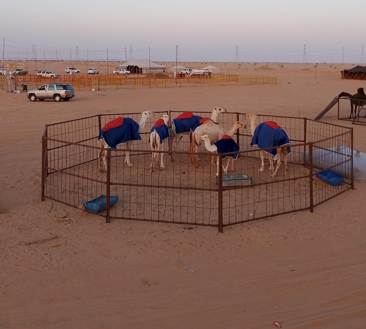 اليوم .. انطلاق مهرجان مزاد الإبل بنجران 2024