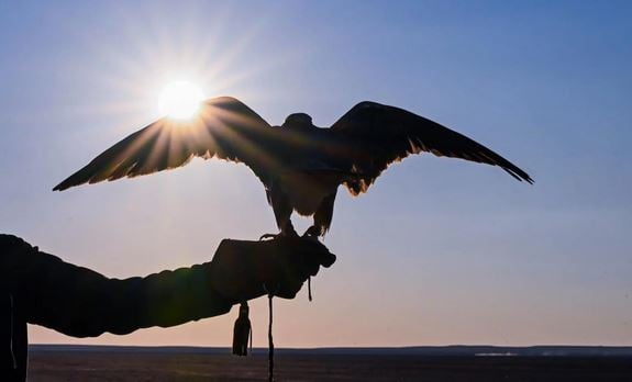 تزامنًا من انطلاق موسم «المقناص».. «الملواح» أهم وسائل التدريب لصيد الصقور