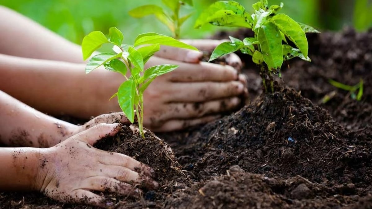 "الغطاء النباتي" يُطلق مشروعًا لإعادة تأهيل متنزه حلي البري بزراعة 90 ألف شجرة