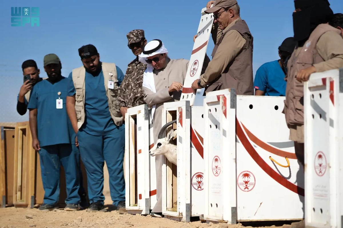 «الحياة الفطرية» يطلق 80 كائنًا مهددًا بالانقراض في محمية الأمير محمد بن سلمان