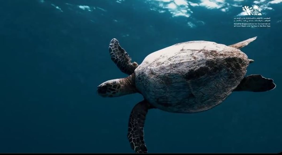 المملكة تُعلن اكتشاف أكبر موقع تعشيش للسلاحف البحرية في البحر الأحمر