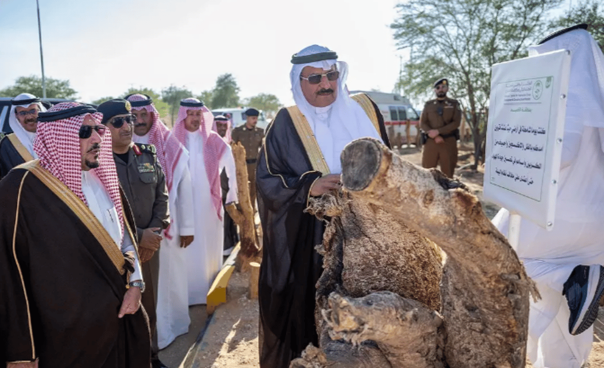 إطلاق مبادرة استزراع مليون شجرة في منطقة القصيم حتى نهاية 2024