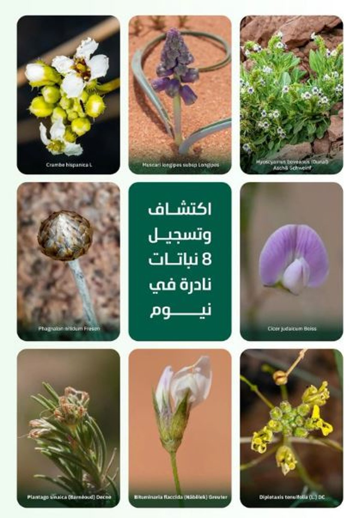 المملكة تسجل 8 أنواع جديدة من النباتات المحلية النادرة ومحدودة الانتشار عالميا