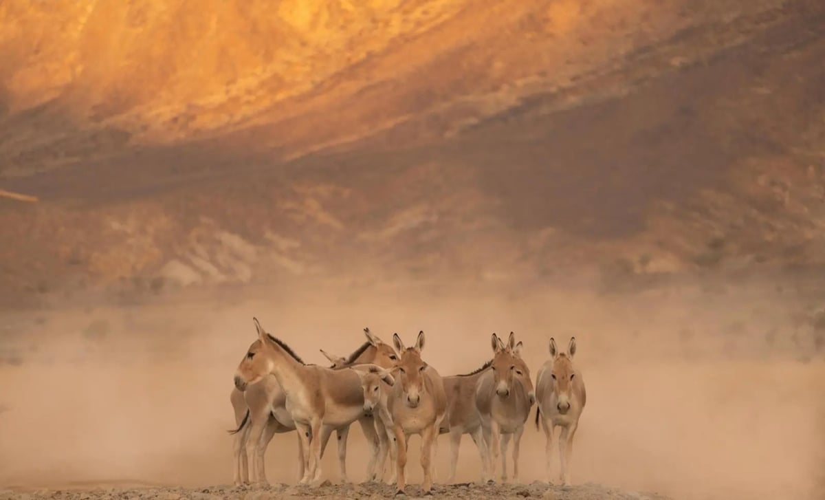 جهود فطرية تُعيد الحمار البري إلى المملكة بعد غياب لأكثر من قرن