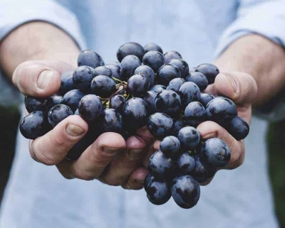 مخلفات العنب تعزز علاجات السرطان