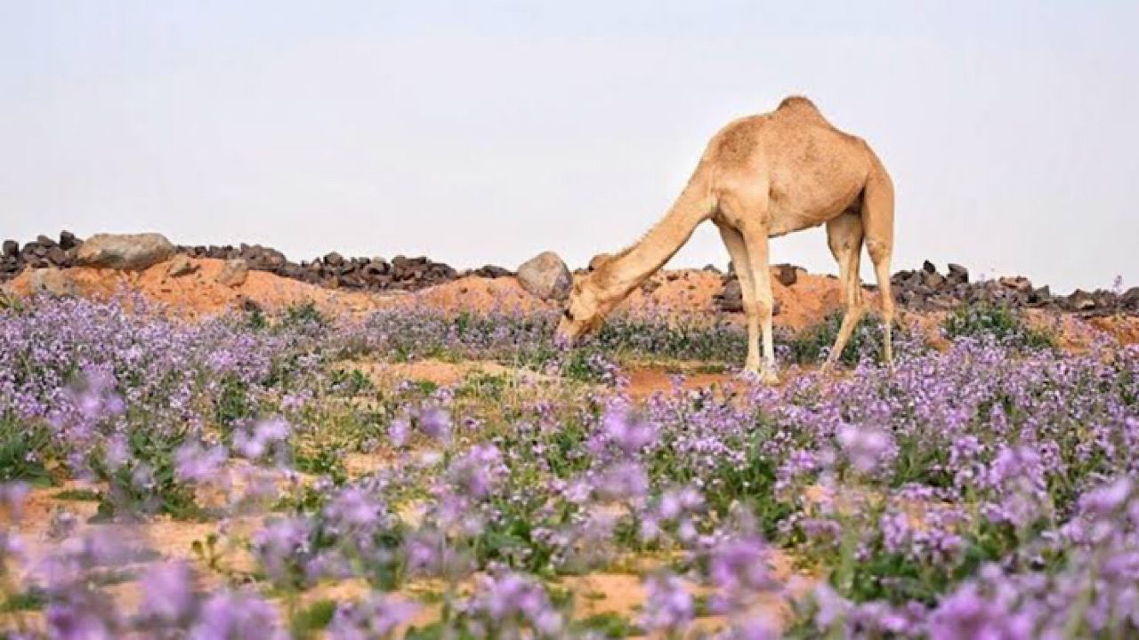 نجاة طيار بأعجوبة بعد انفجار مقاتلة أمريكية