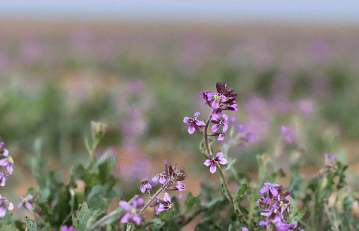 "الخزامى" يرسم لوحة طبيعية ساحرة تفوح عطرًا في محمية الإمام تركي